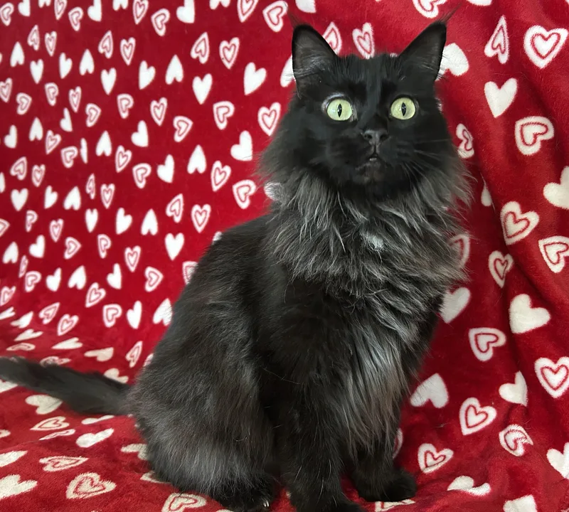 An adult medium-sized female Black Domestic Long Hair cat named Allison for adoption in La Salle, IL