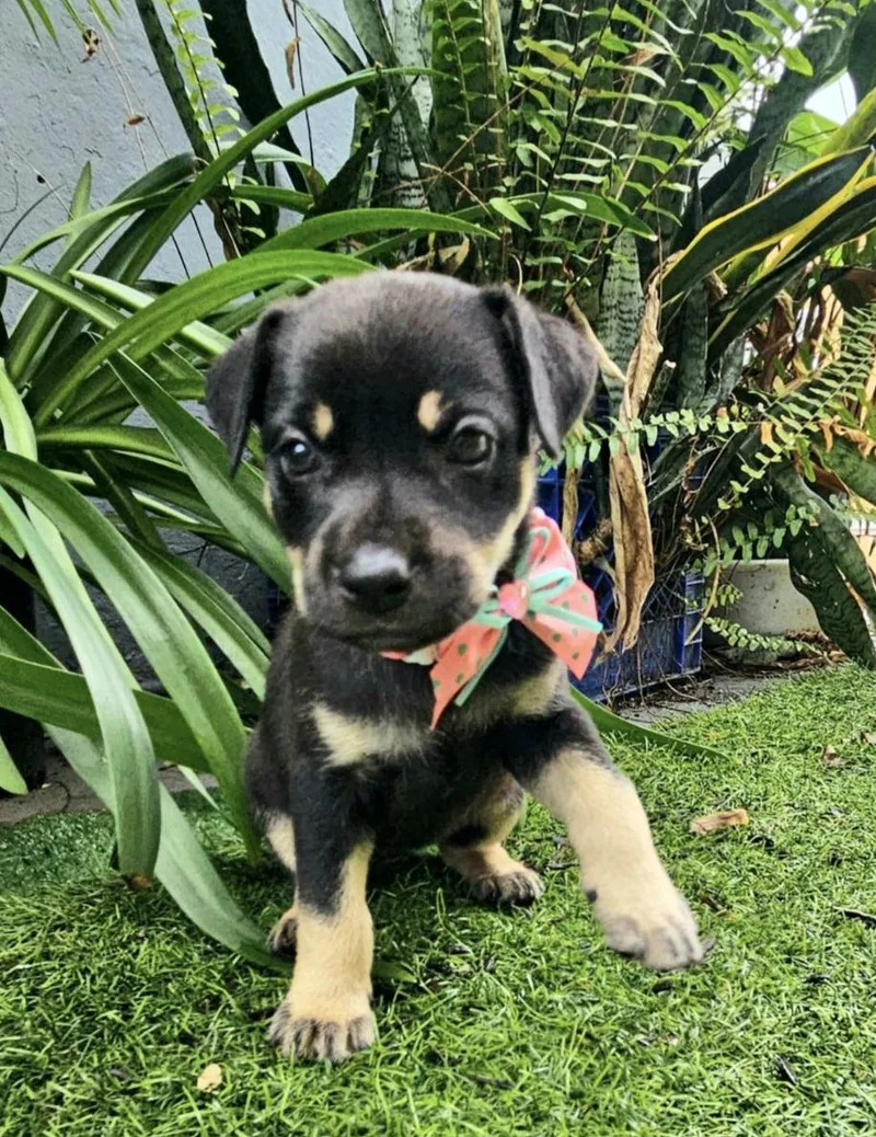 Sabana "the Hug & thumbnail 2