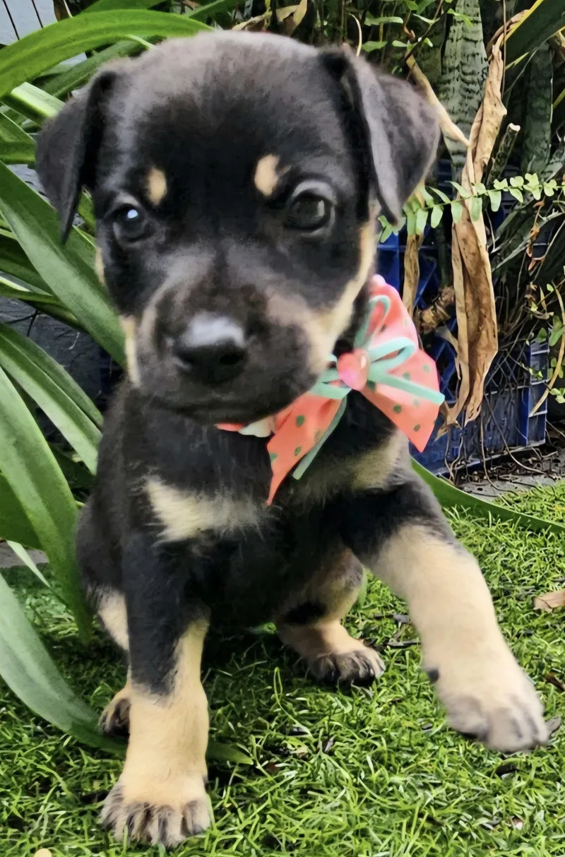 Sabana "the Hug & thumbnail 3