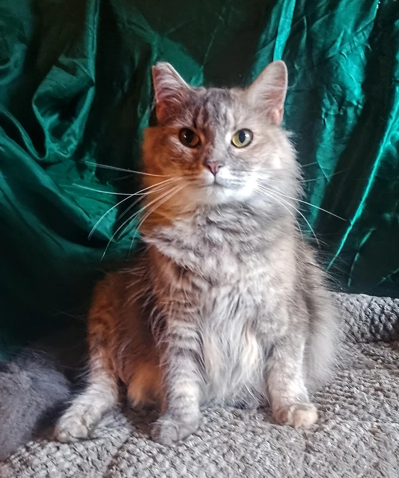 An adult medium-sized female Domestic Long Hair cat named Diner Cat for adoption in Thorofare, NJ