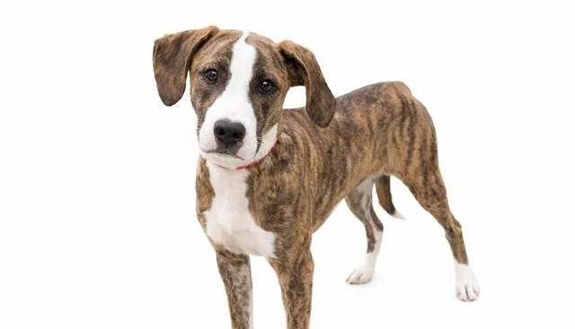 A young medium-sized female Boxer dog named Tigeress for adoption in Fort Lauderdale, FL