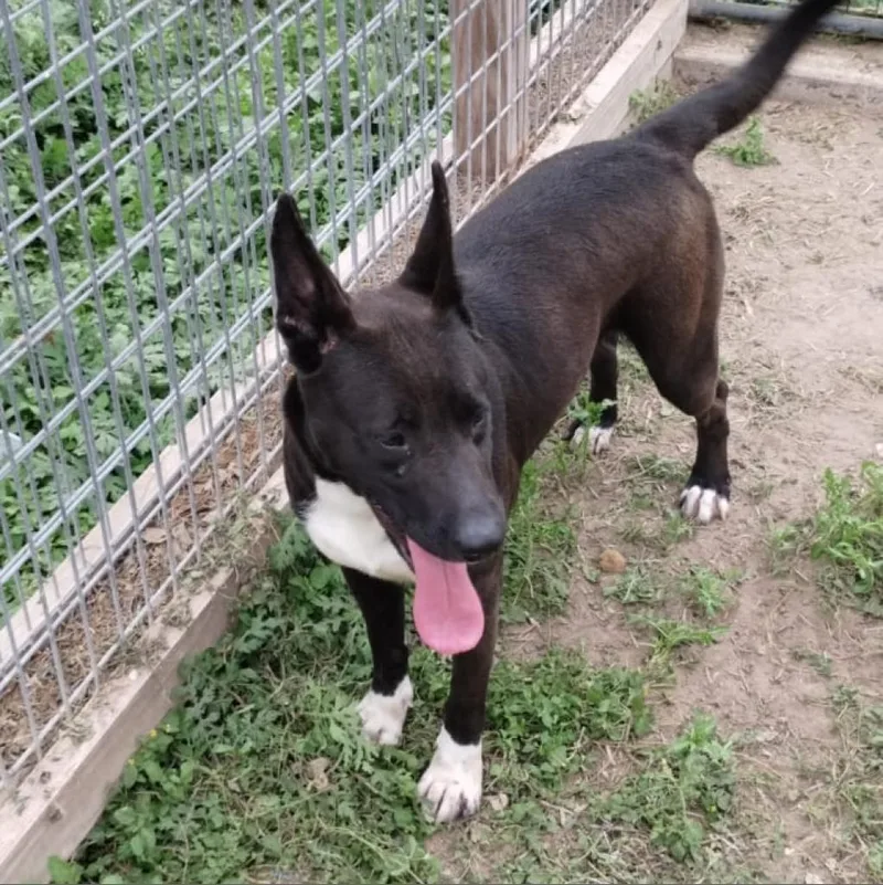 An adult medium-sized female Black Labrador Retriever dog named Andrea for adoption in West Islip, NY