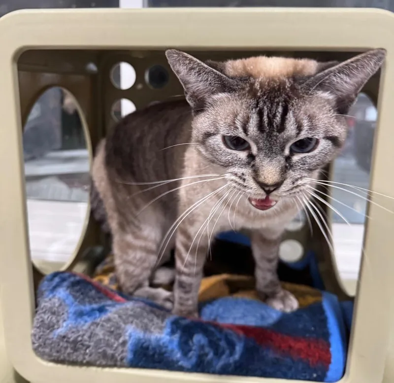 An adult medium-sized male Siamese cat named Thompkins for adoption in Fort Lupton, CO