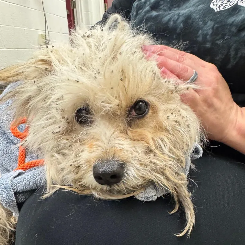 An adult small-sized female White / Cream Mixed Breed dog named Burrito for adoption in York, PA