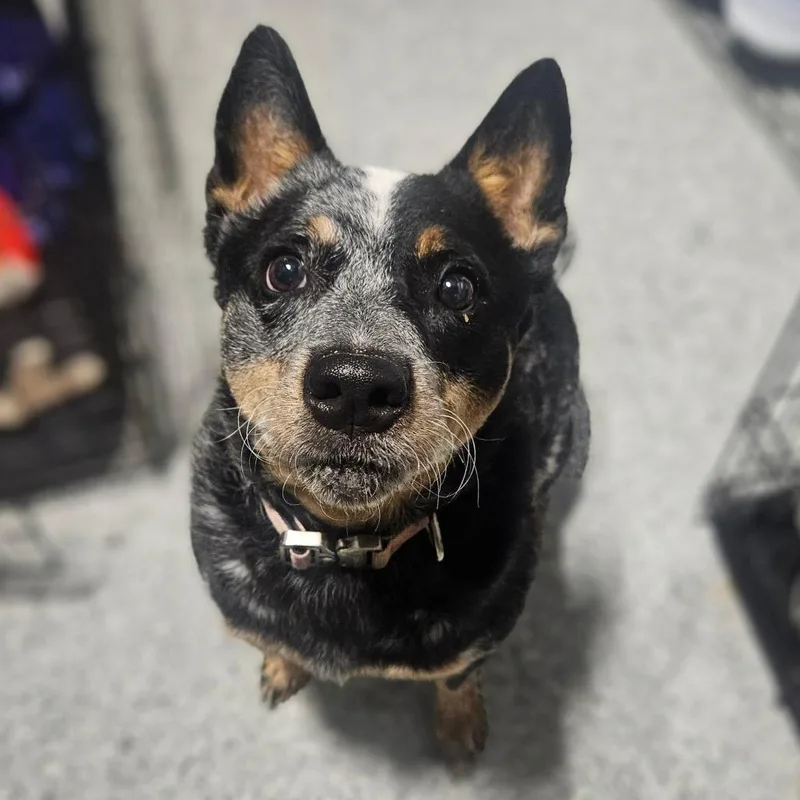 An adult medium-sized female Black Australian Cattle Dog / Blue Heeler dog named Tabitha for adoption in Monticello, IA