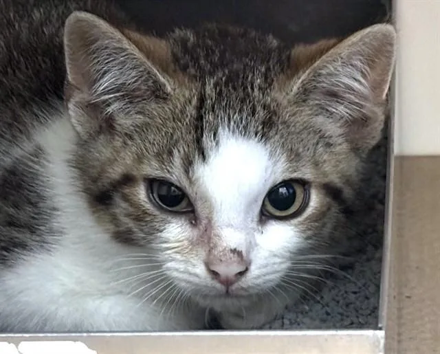 A baby medium-sized male Domestic Short Hair cat named Sunny for adoption in Boston, MA