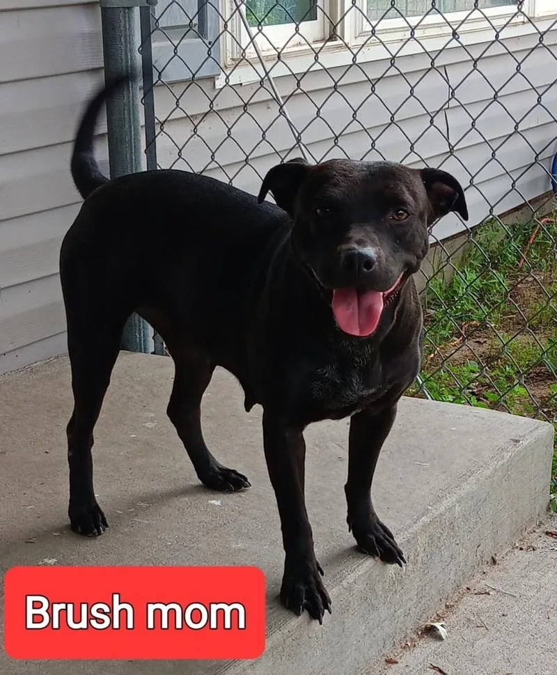 Brush mom thumbnail 2