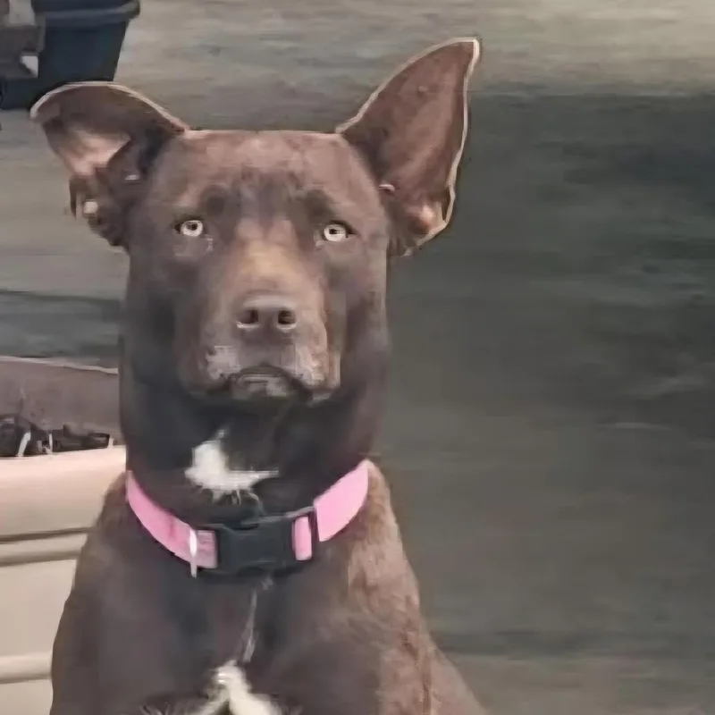 A young medium-sized female Brown / Chocolate Chocolate Labrador Retriever dog named Nutmeg for adoption in Livingston, TX