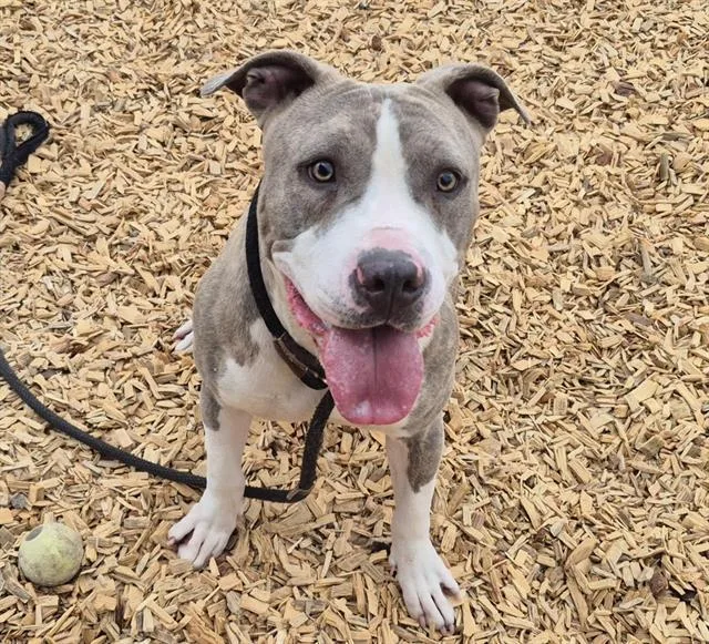 An adult medium-sized female Pit Bull Terrier dog named Tamiya for adoption in Albuquerque, NM