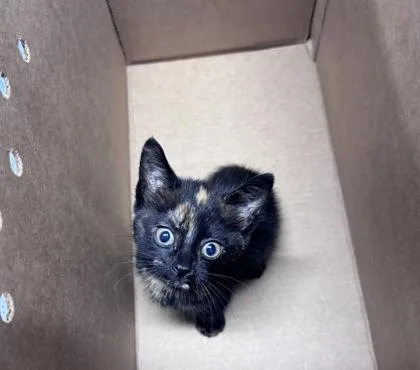 A baby small-sized female Domestic Short Hair cat named Peanut Butter Pt. for adoption in West Chester, PA