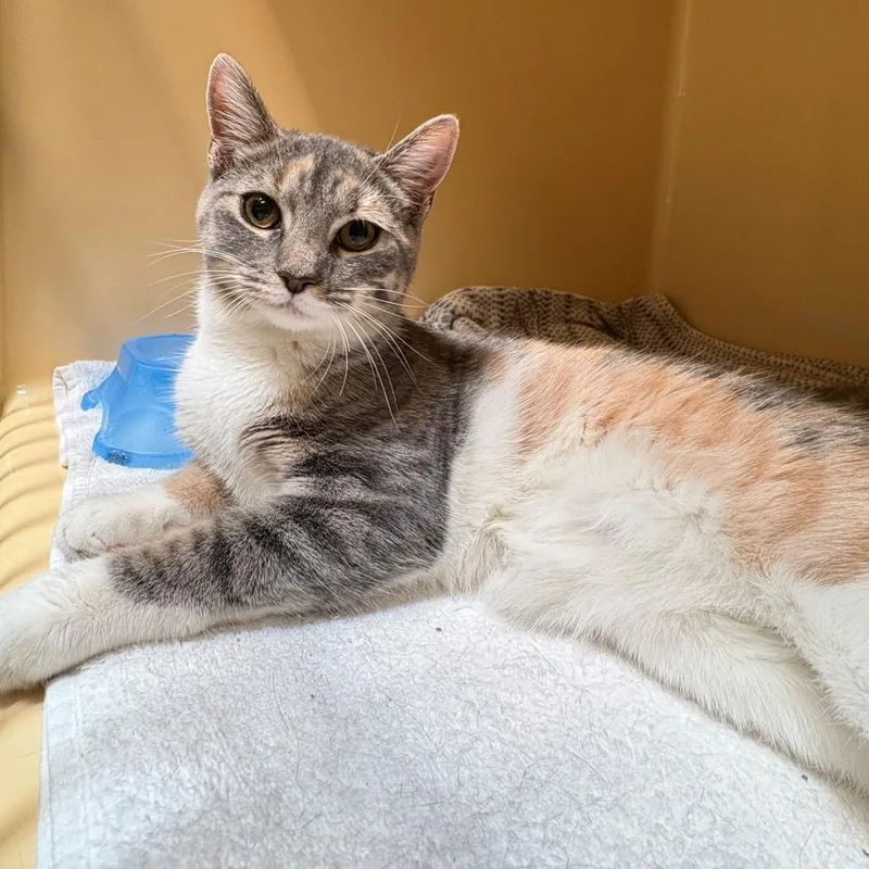 A young medium-sized female Calico Domestic Short Hair cat named Jamie for adoption in East Hanover, NJ