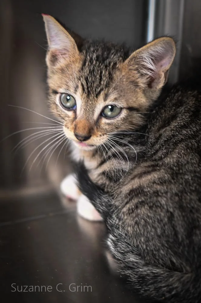 A baby small-sized male Domestic Short Hair cat named Gambit for adoption in New Orleans, LA