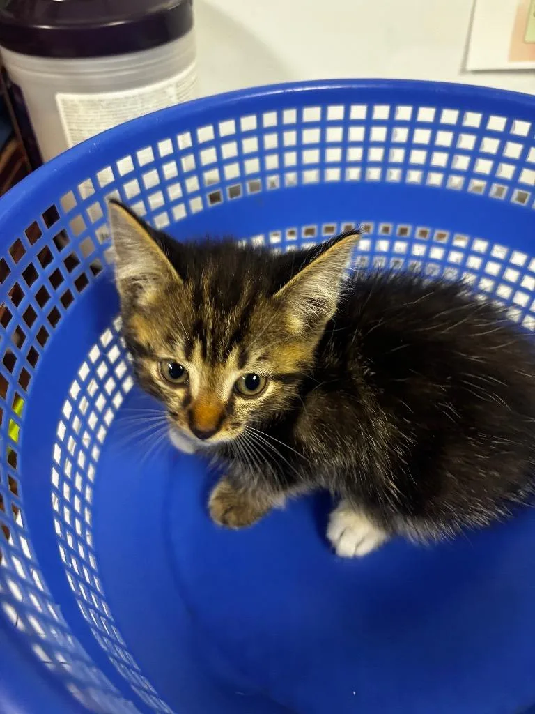 A baby medium-sized male American Shorthair cat named Falco for adoption in Rockport, TX