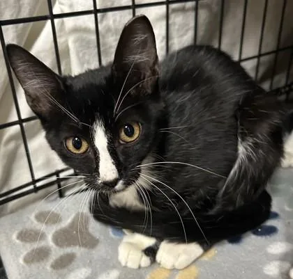 A young small-sized female Domestic Short Hair cat named Dove for adoption in Phoenix, AZ