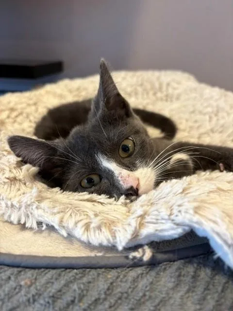 A baby medium-sized male Gray & White Domestic Short Hair cat named Viking for adoption in Little Falls, NJ