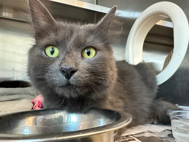 A young medium-sized female Domestic Medium Hair cat named Lace for adoption in Boston, MA