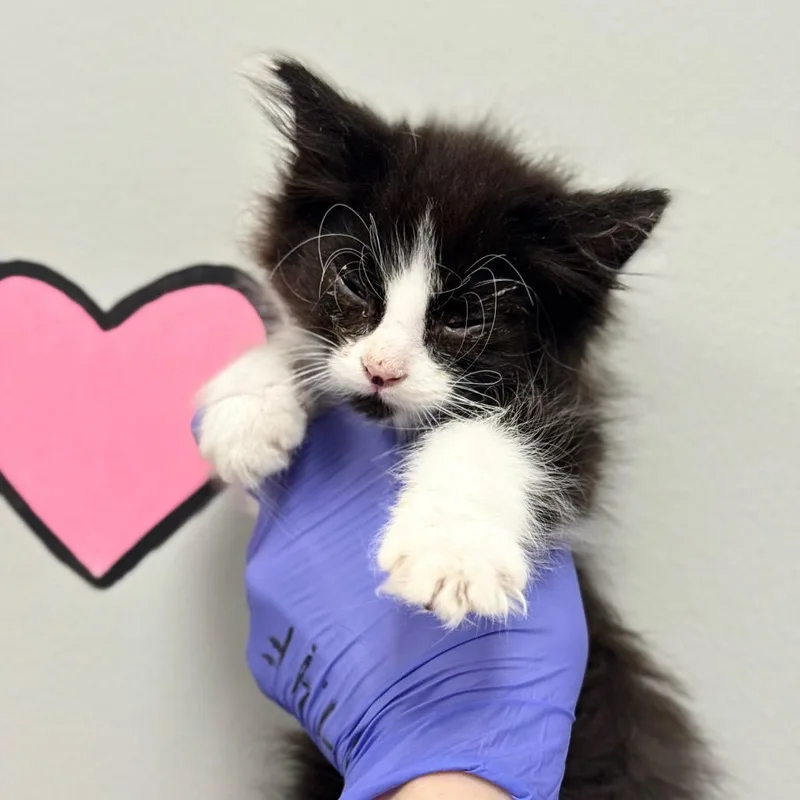 A baby small-sized female Black Domestic Long Hair cat named Beep for adoption in Spring Hill, KS