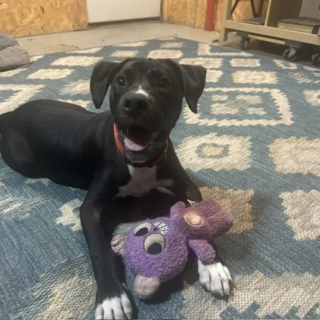 A baby medium-sized male Black Boxer dog named Tobi for adoption in Andover, MA