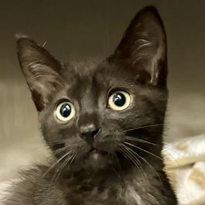 A baby medium-sized female Domestic Short Hair cat named Barracuda for adoption in Sacramento, CA