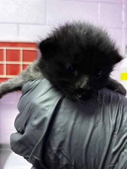 A baby small-sized male Black Domestic Short Hair cat named 61673334 for adoption in El Paso, TX
