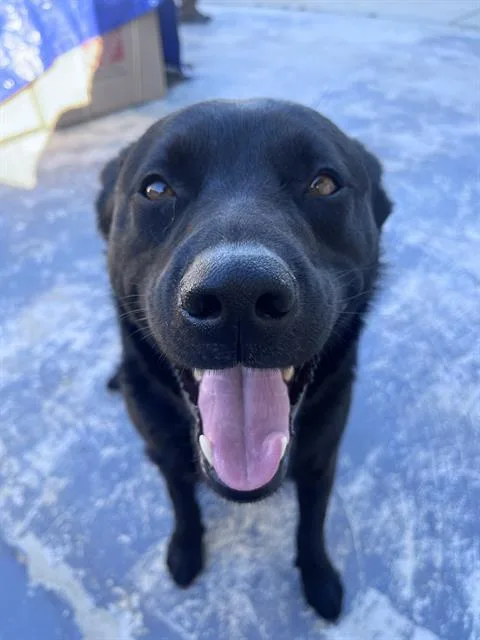 A young small-sized female German Shepherd Dog dog named Delilah for adoption in Camarillo, CA