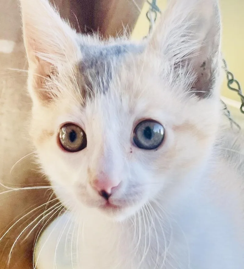 A baby small-sized female Calico cat named Opal for adoption in HUNTINGTON BEACH, CA