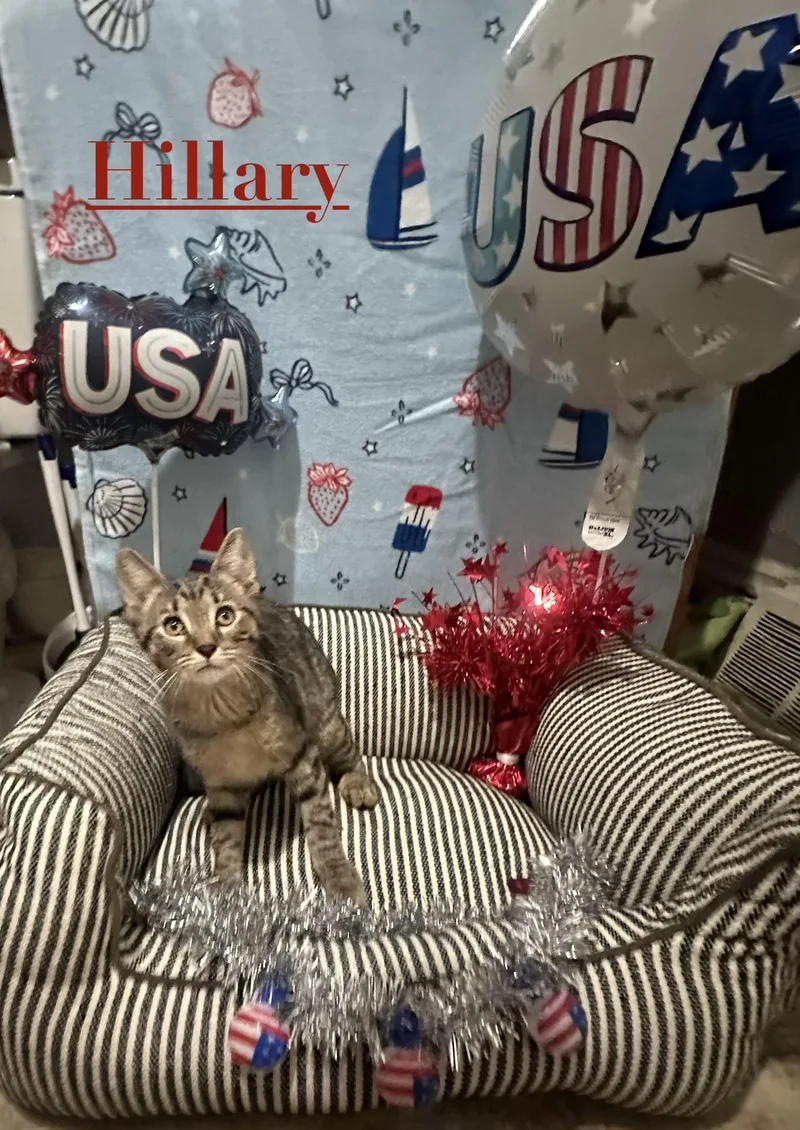 A baby small-sized female Brown / Chocolate Domestic Short Hair cat named Hillary for adoption in Pittsburgh, PA