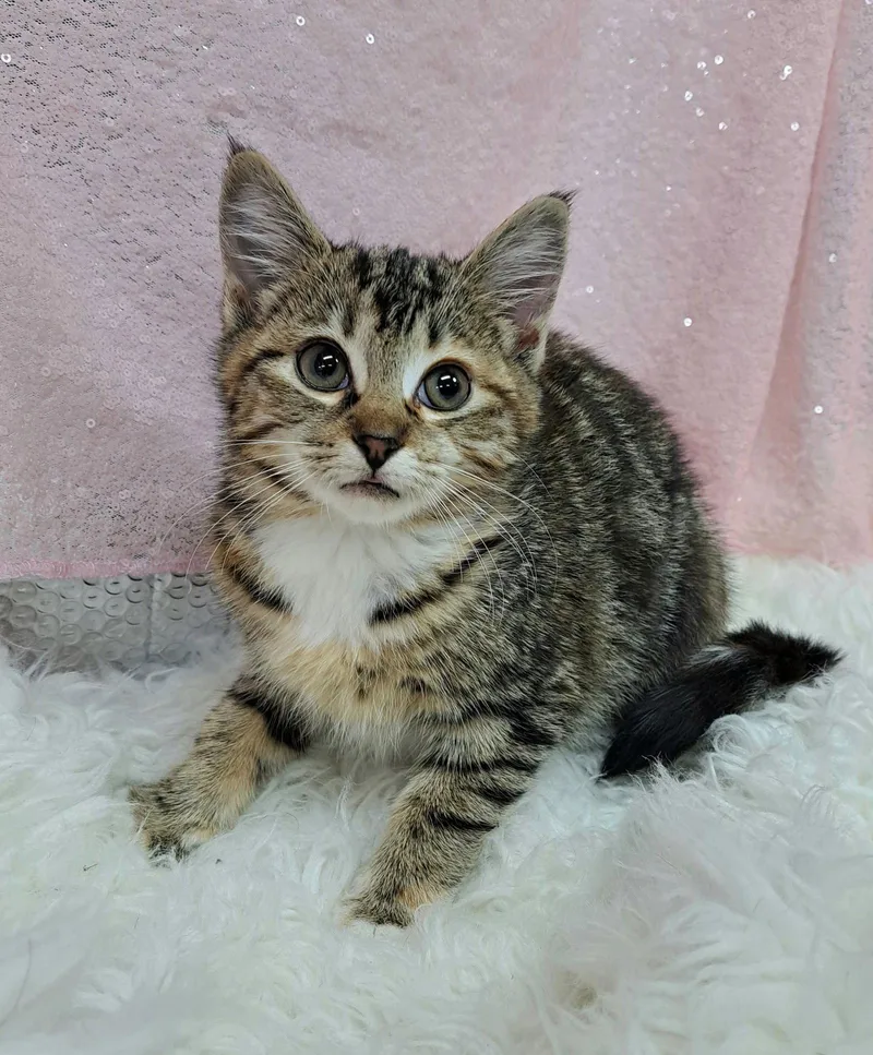 A young medium-sized female Domestic Short Hair cat named Joplin for adoption in Clarkesville, GA