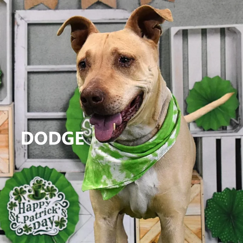 An adult large-sized male Yellow / Tan / Blond / Fawn Yellow Labrador Retriever dog named Dodge for adoption in Yuma, AZ