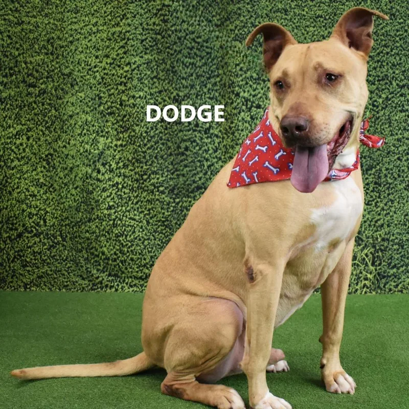 Dodge thumbnail 2