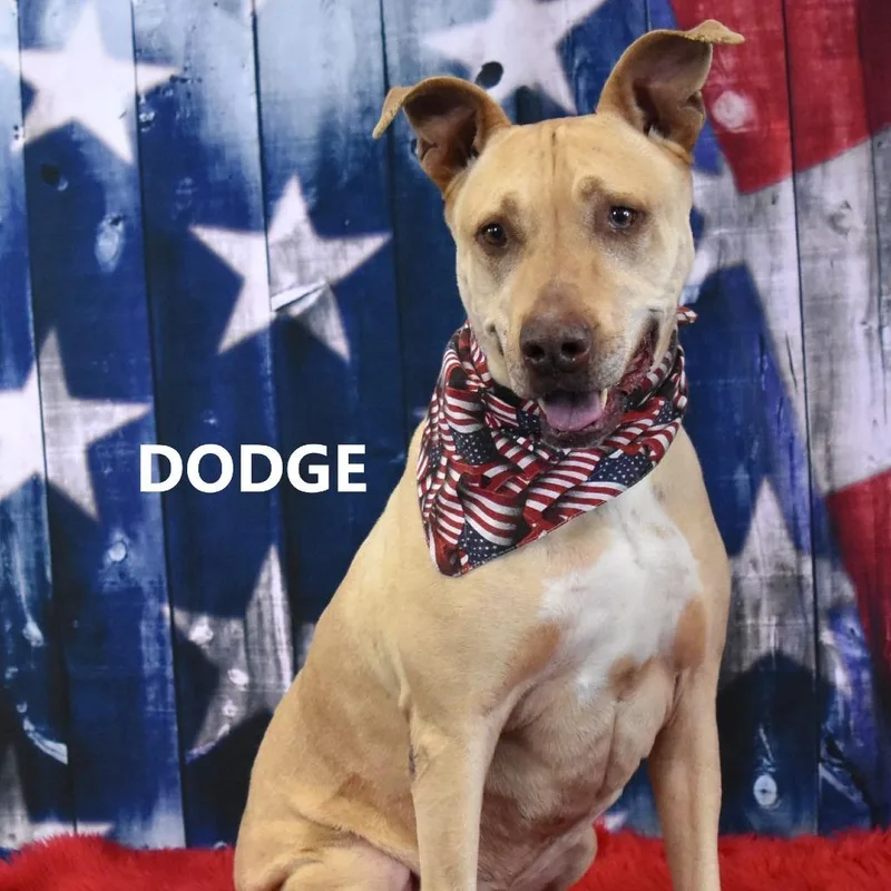 Dodge thumbnail 3