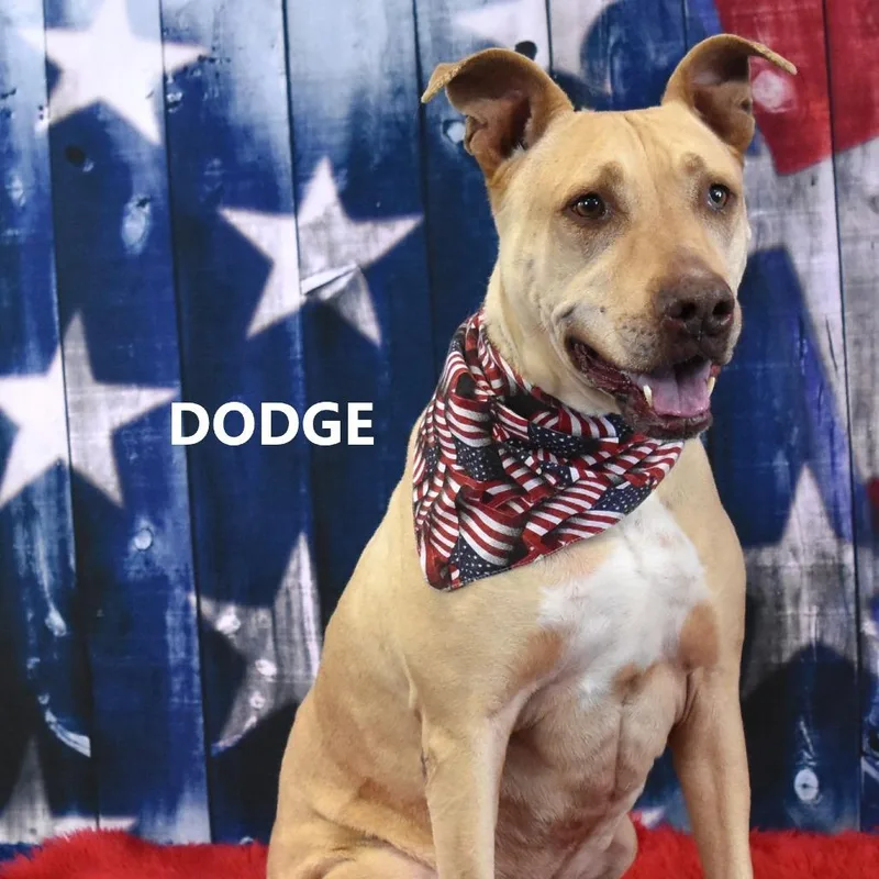 Dodge thumbnail 4