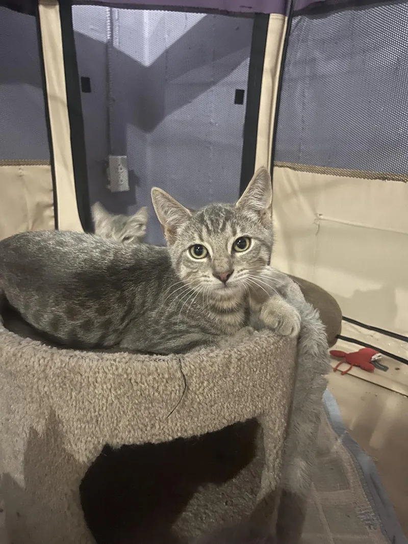 A baby medium-sized male Tabby (Gray / Blue / Silver) Domestic Short Hair cat named Linus Guyer for adoption in Philadelphia, PA