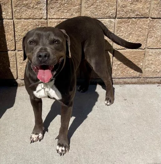 An adult large-sized female Pit Bull Terrier dog named Penny for adoption in Tulsa, OK