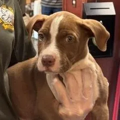 A baby small-sized male Brown / Chocolate Pit Bull Terrier dog named Buster Brown for adoption in Norman, OK