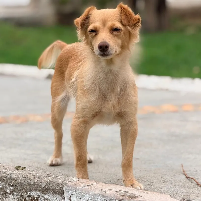 A young small-sized female Golden Chihuahua dog named Goldie for adoption in Manvel, TX