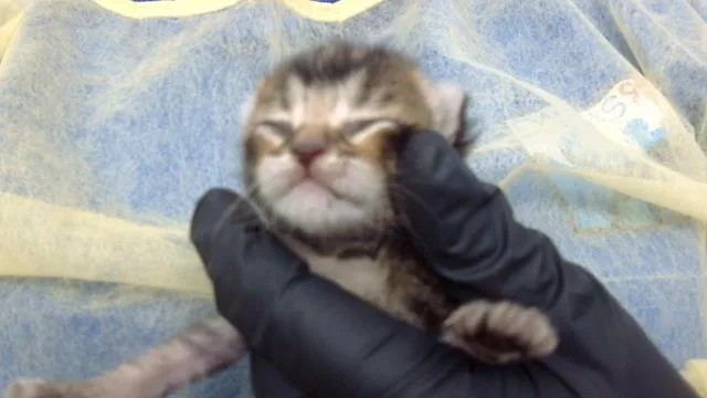 A baby medium-sized female Domestic Medium Hair cat named Mildred for adoption in Dallas, TX