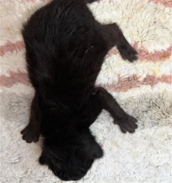 A baby medium-sized male Domestic Short Hair cat named Rose for adoption in Dallas, TX