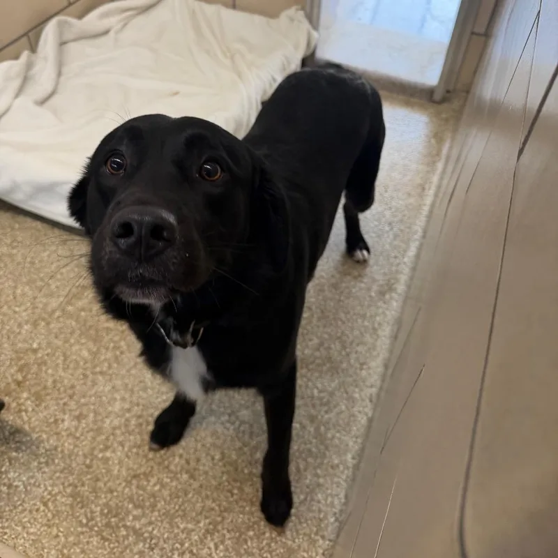 An adult medium-sized male Black Labrador Retriever dog named MONTStray for adoption in Perkiomenville, PA