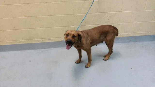 A young large-sized female Redbone Coonhound dog named Paloma for adoption in Tulsa, OK