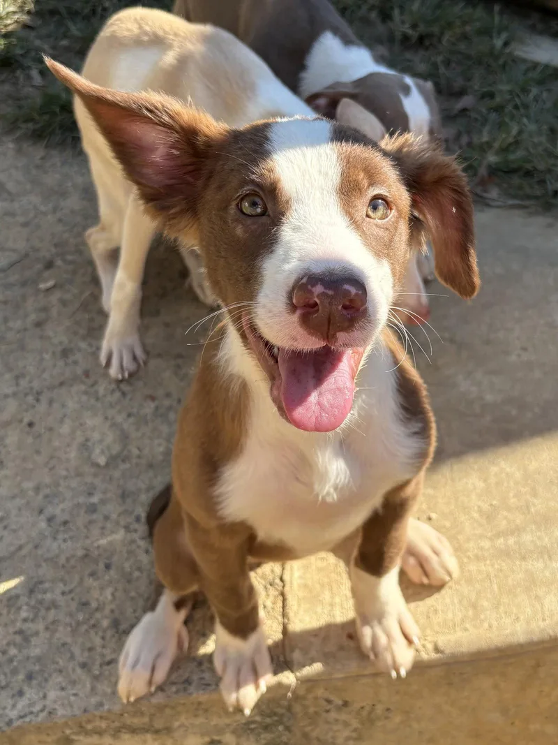A young large-sized female Pit Bull Terrier dog named Orange Blossom for adoption in Wetumpka, AL