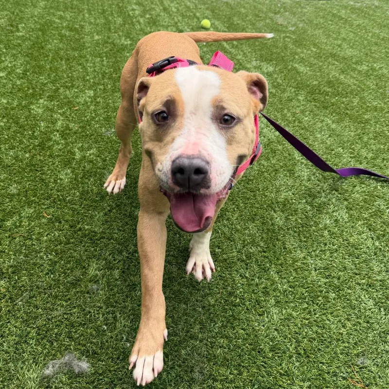 An adult medium-sized female American Bulldog dog named Daisy for adoption in Troy, VA