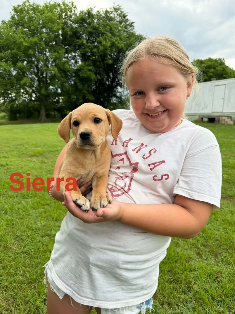 A baby large-sized female Apricot / Beige Labrador Retriever dog named Sierra for adoption in Whiting, NJ