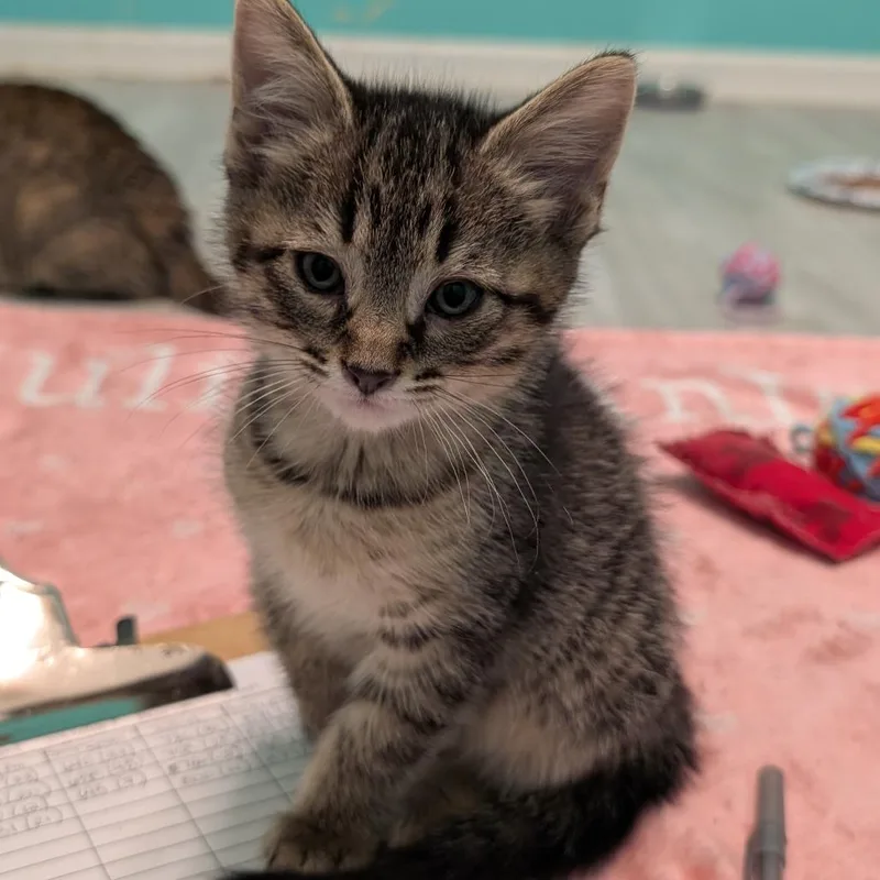 A baby small-sized male Brown / Chocolate Domestic Short Hair cat named Whisk for adoption in Roselle, IL