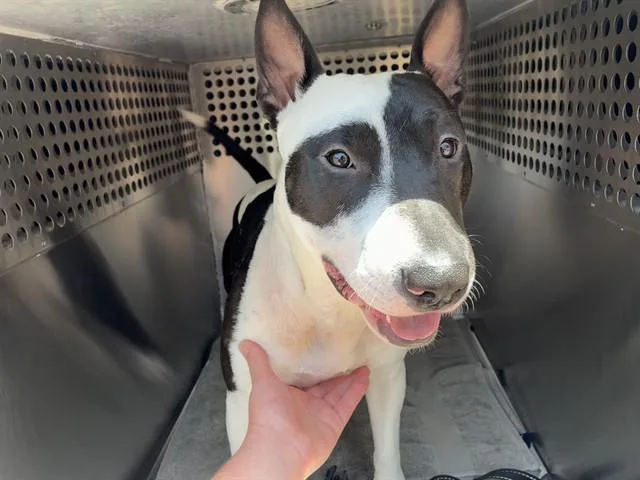 A young large-sized male Bull Terrier dog named Thor for adoption in Mesa, AZ