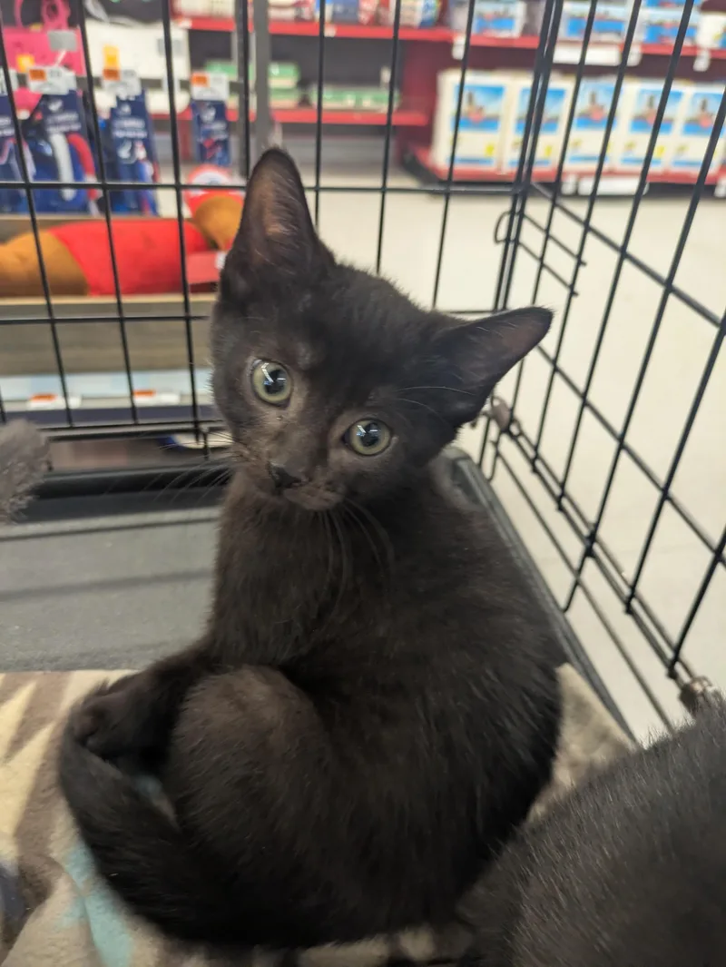 A baby medium-sized male Black Domestic Short Hair cat named Ash for adoption in Great Mills, MD