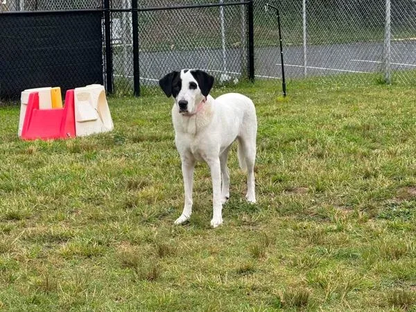 An adult large-sized female Great Dane dog named Mahina for adoption in Millersville, MD