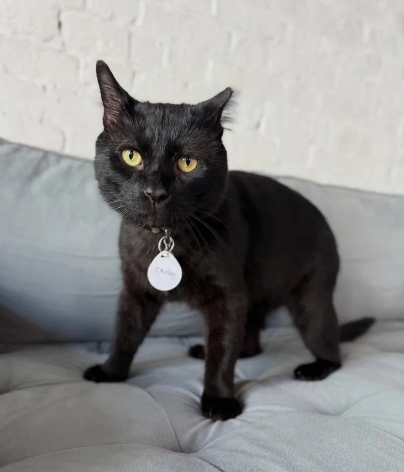 An adult medium-sized male Black Domestic Short Hair cat named O'Malley for adoption in Charleston, SC