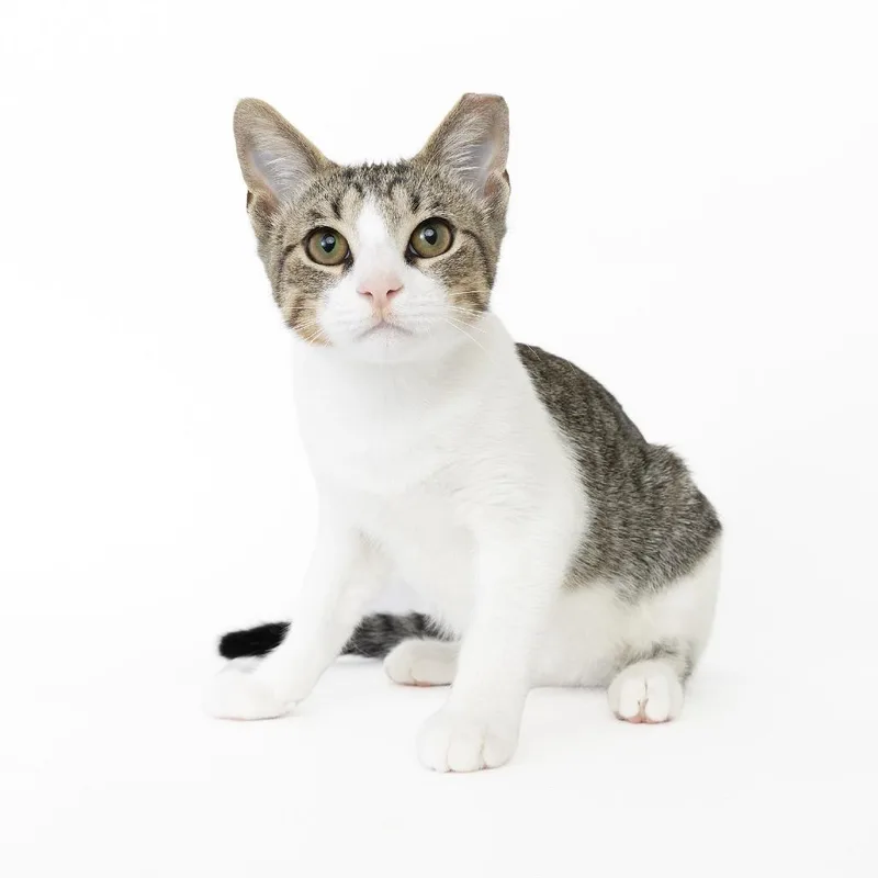 A baby small-sized male Gray / Blue / Silver Domestic Short Hair cat named Deluge for adoption in Franklin, TN