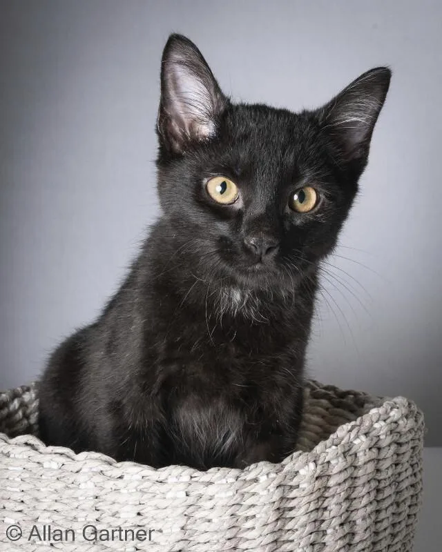A young medium-sized male Black Domestic Long Hair cat named Sonny for adoption in Maryville, TN
